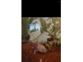 axolotl-small-0