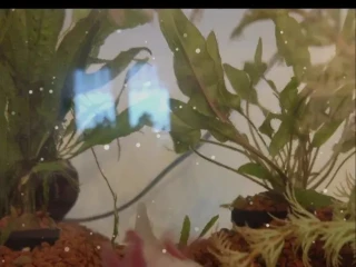 axolotl