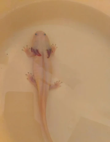 axolotl-big-1