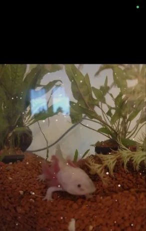 axolotl-big-0