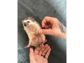jezko-small-4