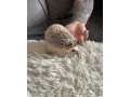 jezko-small-3