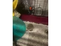 jezko-small-0