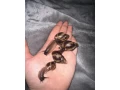 africky-slimak-small-0