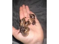 africky-slimak-small-2