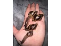 africky-slimak-small-1