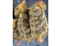 krmna-repa-small-1