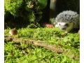 jezko-bielobruchy-mladata-small-3