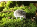 jezko-bielobruchy-mladata-small-1