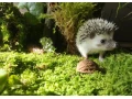 jezko-bielobruchy-mladata-small-2