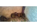 aguti-stredoamericke-small-0