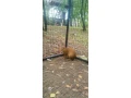aguti-stredoamericke-small-1