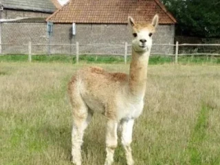 alpaka