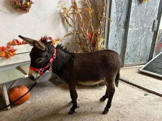 mini-oslik