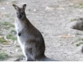 kengura-wallaby-small-0