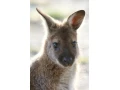 kengura-wallaby-small-3