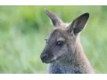 kengura-wallaby-small-2