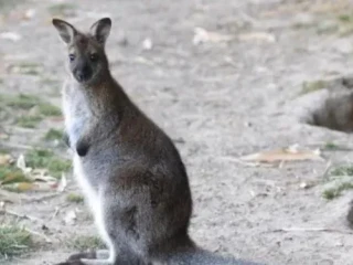 kengura-wallaby