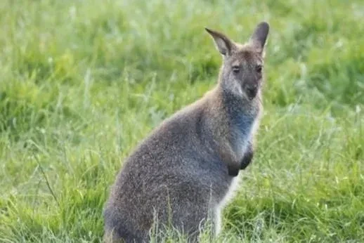 kengura-wallaby-big-1