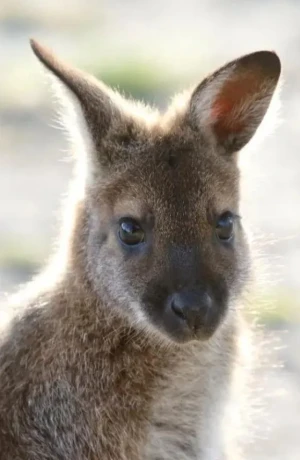 kengura-wallaby-big-3