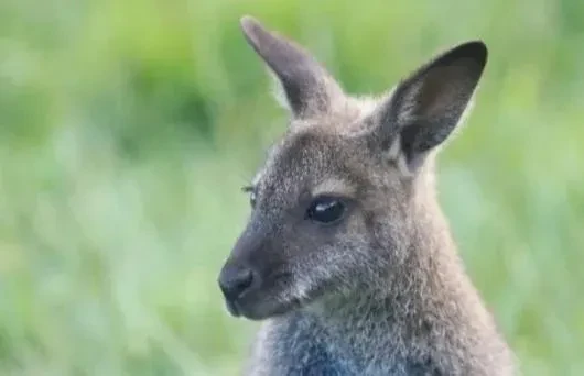 kengura-wallaby-big-2