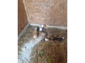 morcata-small-3