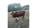 predam-byky-aj-jalovice-small-1