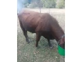 predam-byky-aj-jalovice-small-0