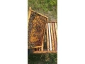 predam-vcely-odlozence-small-0