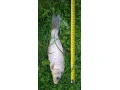 koi-kapre-small-3