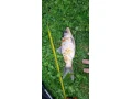 koi-kapre-small-0