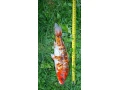 koi-kapre-small-2