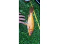 koi-kapre-small-1