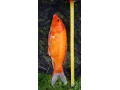 koi-kapre-small-4