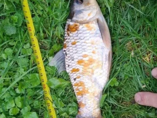 koi-kapre