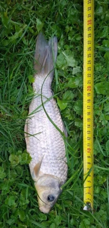 koi-kapre-big-3