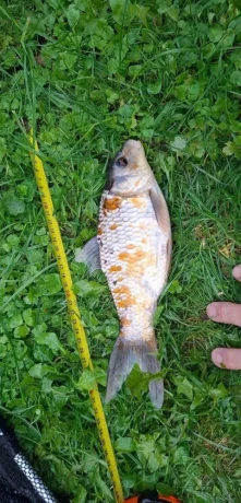 koi-kapre-big-0
