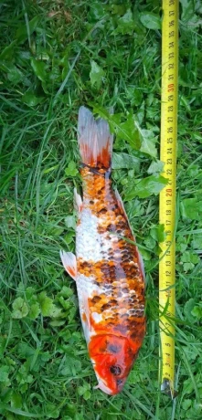 koi-kapre-big-2