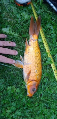 koi-kapre-big-1