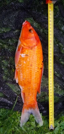 koi-kapre-big-4