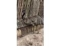 predam-samca-emu-hnedy-small-0