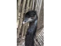 predam-samca-emu-hnedy-small-4