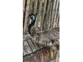 predam-samca-emu-hnedy-small-1