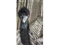 predam-samca-emu-hnedy-small-3