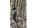 predam-samca-emu-hnedy-small-2