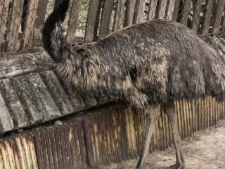 predam-samca-emu-hnedy