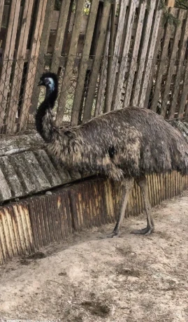 predam-samca-emu-hnedy-big-0