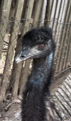 predam-samca-emu-hnedy-big-4