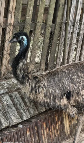 predam-samca-emu-hnedy-big-1