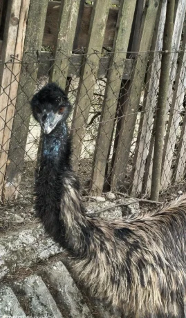 predam-samca-emu-hnedy-big-2
